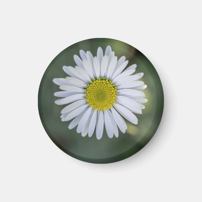 Íman Margarida Inglesa (Bellis perennis) Cabeça de Flor (Frente)