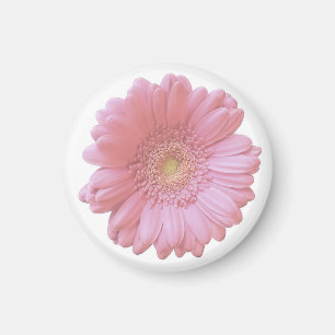 Íman Margarida rosa pálido do gerbera