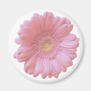 Íman Margarida rosa pálido do gerbera