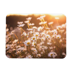 Íman Margaridas de Oxeye do por do sol