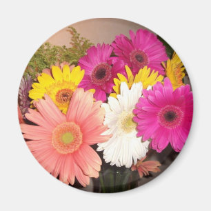Íman Margaridas do Gerbera