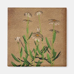Íman Margaridas em floral de papel envelhecido