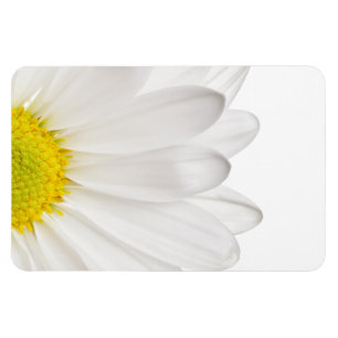 Íman Margaridas personalizadas fundo da flor da