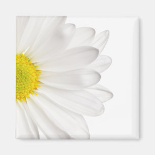 Íman Margaridas personalizadas fundo da flor da