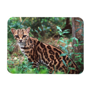 Íman Margay, Leopardus wiedi, Nativo do México até