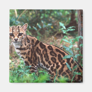 Íman Margay, Leopardus wiedi, Nativo do México até