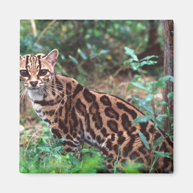 Íman Margay, Leopardus wiedi, Nativo do México até (Frente)