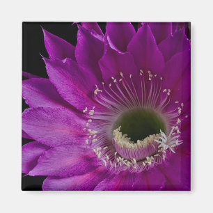 Íman Maria Piazza floresce