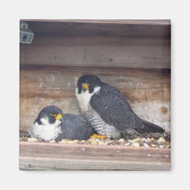 Íman Mariah e Kaver Magnet (Frente)