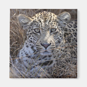 Íman Maribye escondendo-se na grama