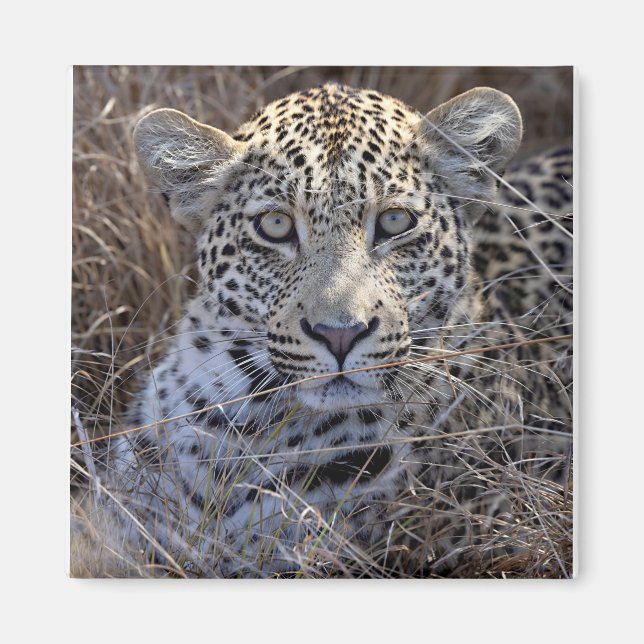 Íman Maribye escondendo-se na grama (Frente)