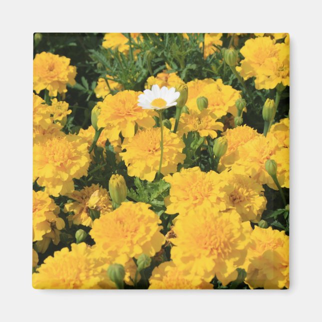 Íman Marigold Flowers e um Magneta Daisy Flower (Frente)