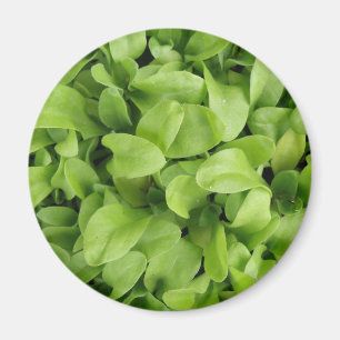 Íman Marigold Seedlings Magnet