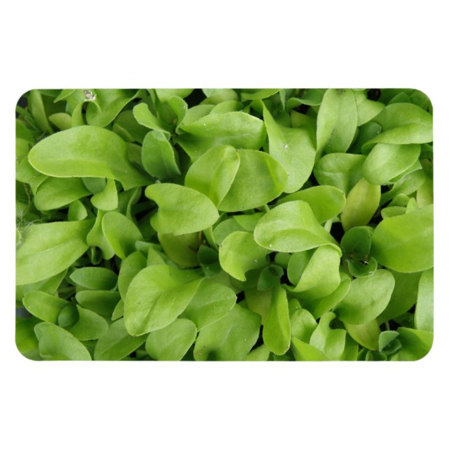 Íman Marigold Seedlings Premium Magnet (Horizontal)