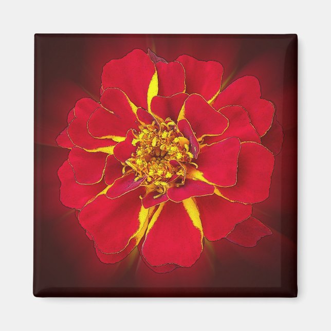 Íman marigold vermelho vivo (Frente)