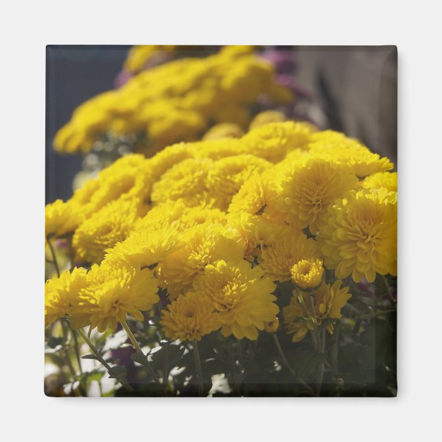 Íman Marigoldes amarelos se assopram à luz do sol (Frente)