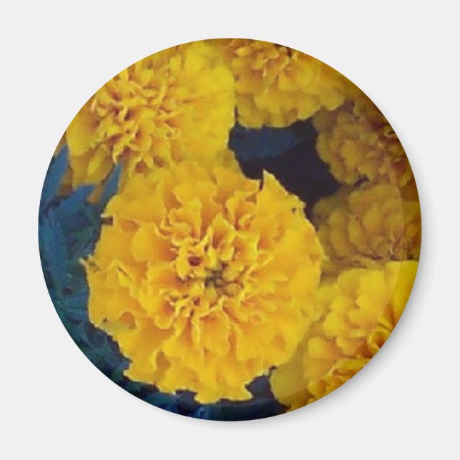 Íman Marigolds Amarelos (Frente)