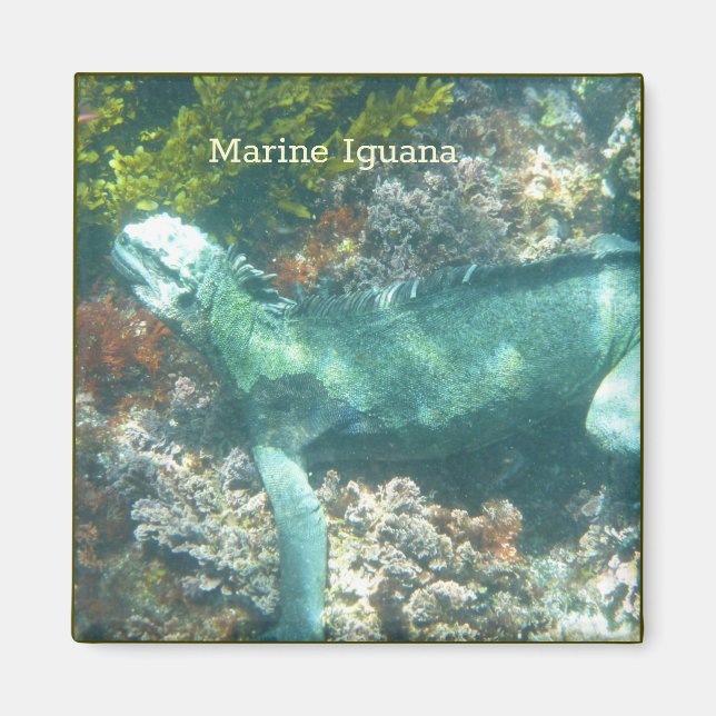 Íman Marinha Iguana (Frente)