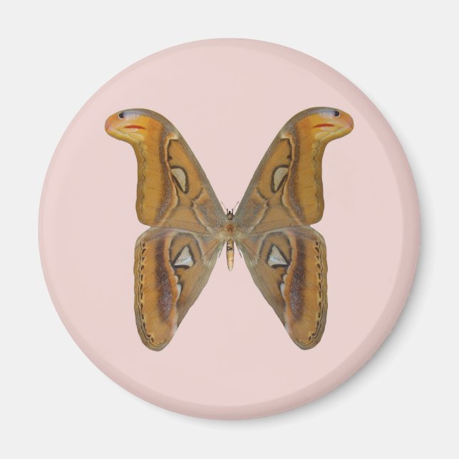 Íman Mariposa Atlas (Frente)
