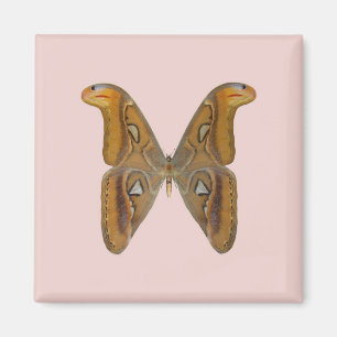 Íman Mariposa Atlas