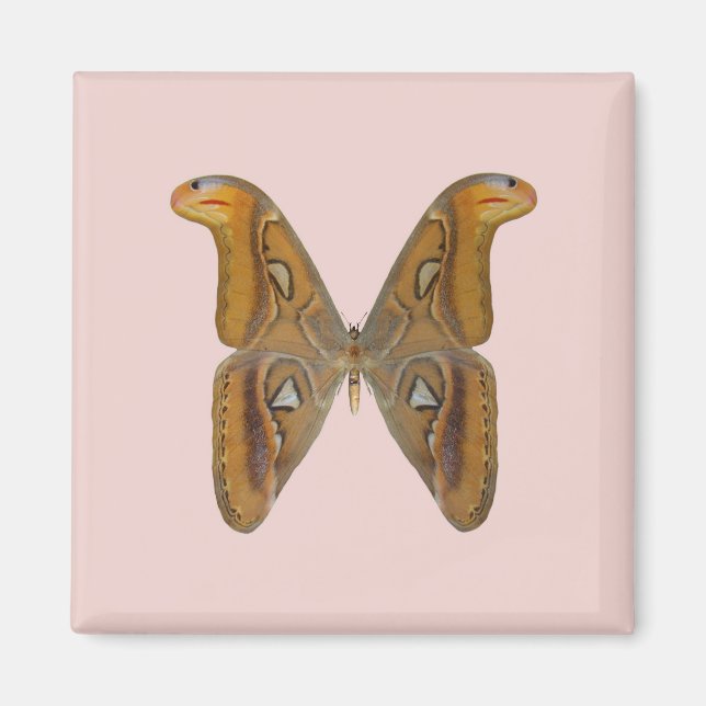 Íman Mariposa Atlas (Frente)