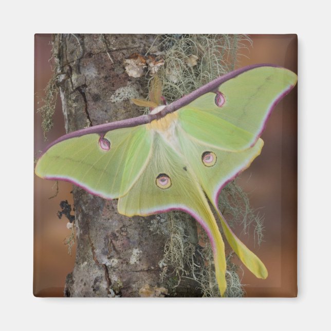Íman Mariposa-da-seda Luna (Frente)