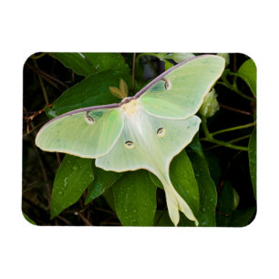 Íman Mariposa Luna em Clematite de Carnaby