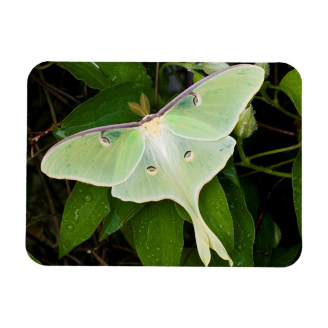 Íman Mariposa Luna em Clematite de Carnaby (Horizontal)