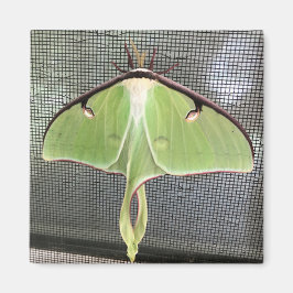 Íman Mariposa Lunar