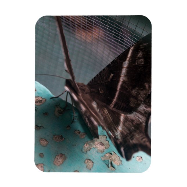 Íman Mariposa Rabo de Andorinha Tropical (Vertical)
