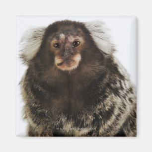 Íman Marmoset orelhudo branco no ramo, fim acima,