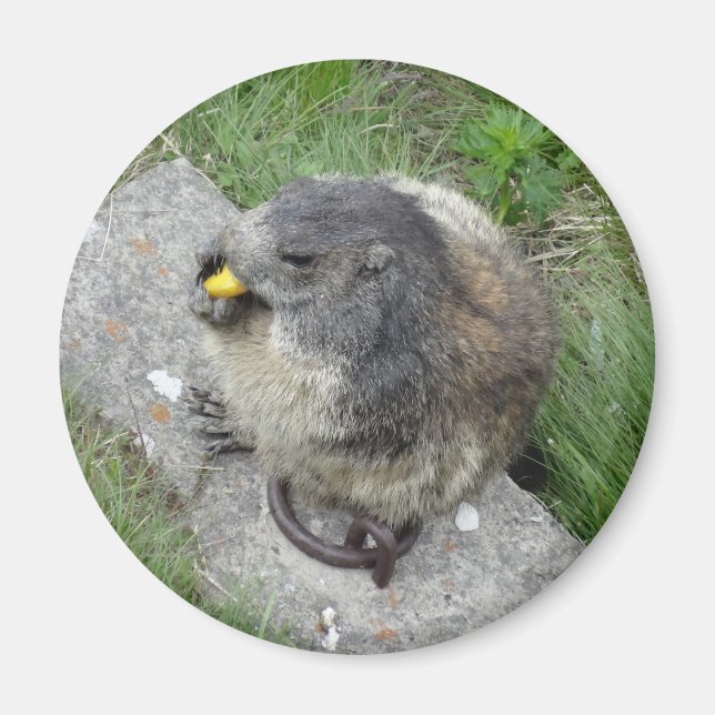 Íman marmot (Frente)