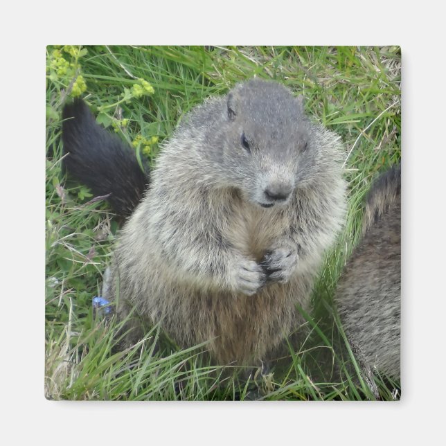 Íman marmot (Frente)