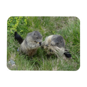 Íman marmot