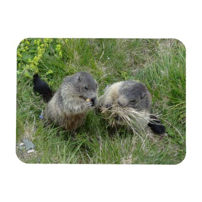 Íman marmot (Horizontal)
