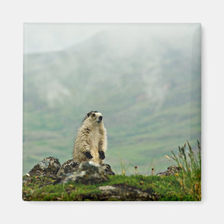 Íman Marmot