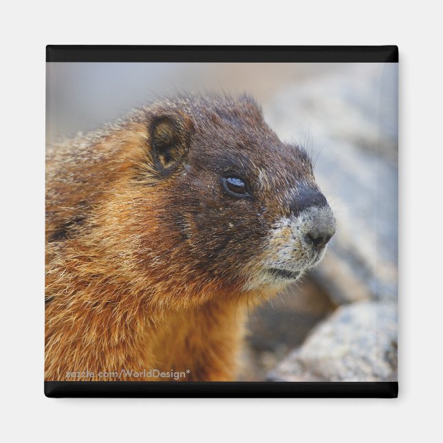 Íman Marmot (Frente)