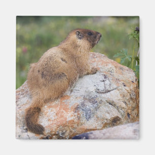 Íman Marmot, Marmota flaviventris, de barriga amarela,