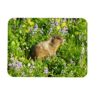 Íman Marmot no Monte Rainier Wildflower