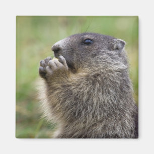 Íman Marmota