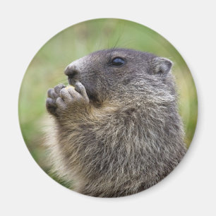 Íman Marmota