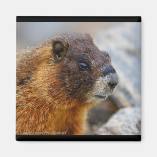 Íman Marmota