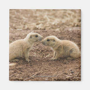 Íman Marmota atada preto de Prarie
