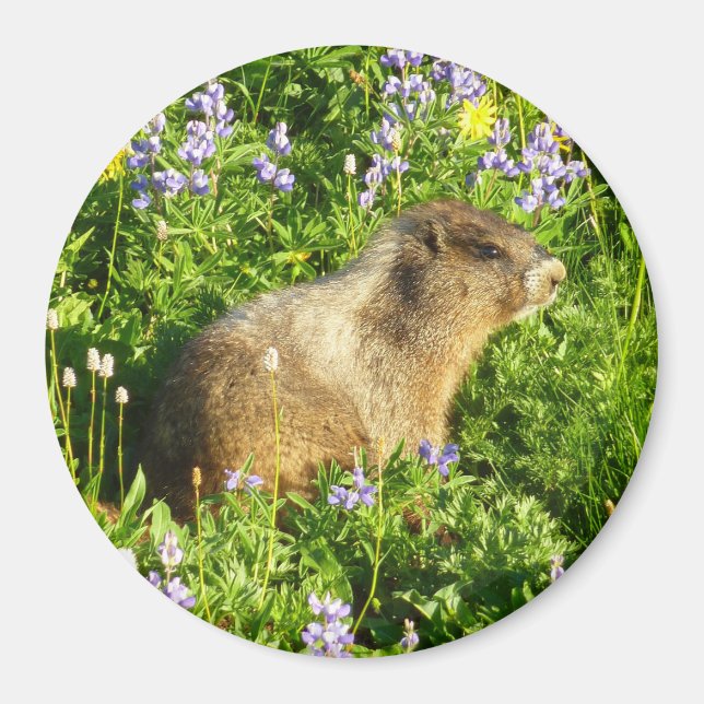 Íman Marmota em Flores Silvestres do Monte Rainier (Frente)