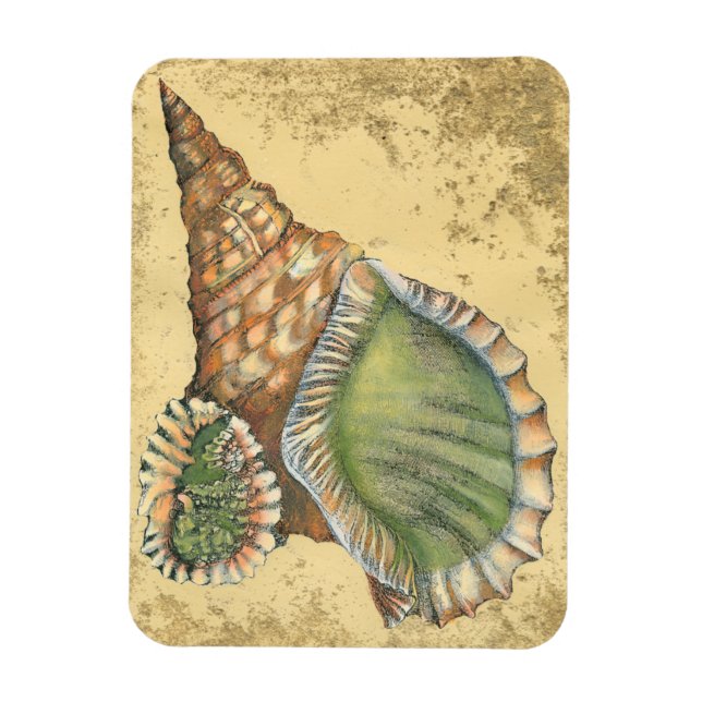 Íman Marrom e Seashell Verde (Vertical)
