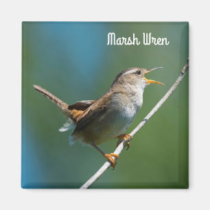 Íman Marsh Wren