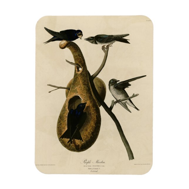 Íman Martin Roxo das Aves da América de Audubon (Vertical)