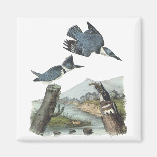 Íman Martinho pescatore cercado, John Audubon