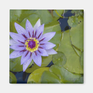 Íman Martinica, Antilhas Francesas, Índias Ocidentais,