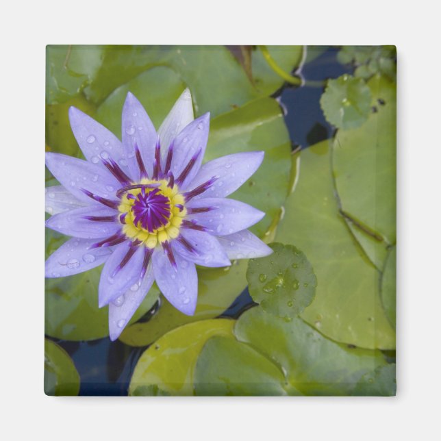 Íman Martinica, Antilhas Francesas, Índias Ocidentais,  (Frente)